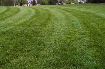 Lawn after mowing, edging, and weed-eating in Franklinton, LA.